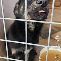 Bounty, chien à adopter