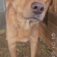 Foxy, chienne à adopter