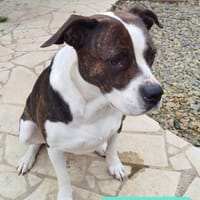 Ruby, chienne à adopter