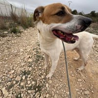 ZEUS (Maria), chien à adopter