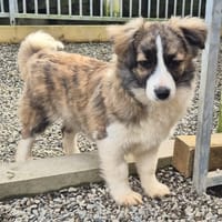 Baxter, dog to adopt