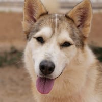 YAKIRA (Maria), chienne à adopter