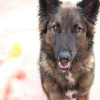 NEIRA (Maria), chienne à adopter