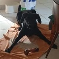 JORY, chienne à adopter