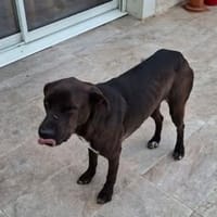 BOUNTY, chien à adopter