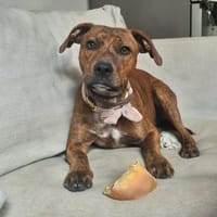 GIPSY, chien à adopter