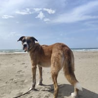 LUCIEN, chien à adopter