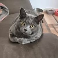 MIMINE, chatte à adopter