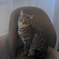 NEMIR, chat à adopter