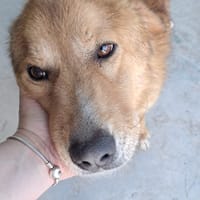 Ciao a tutti, mi chiamo BISCOTTO, cane da adottare