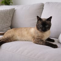 TRUENO, chat à adopter