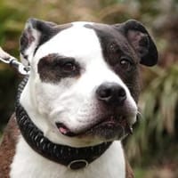 Odin, fitter Opi, Hund zur Adoption