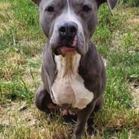 Lexy, Hündin zur Adoption