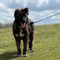 Wolfi - Kleiner Tollpatsch auf der Suche, Hund zur Adoption