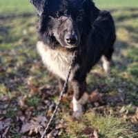 Jimmy - sanftmüdig 🍀, Hund zur Adoption