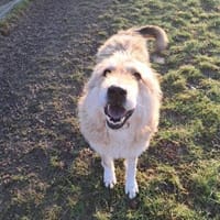 Hündin Betty sucht ein Zuhause, Hündin zur Adoption