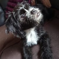 EDDIE- EIN KLEINER FREUND FÜRS LEBEN, Hund zur Adoption