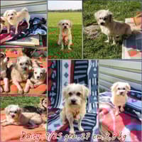 Malteser Yorky Mixhundin sucht, Hündin zur Adoption