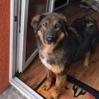 Alfa, auf Pflegestelle in Berlin, Hündin zur Adoption