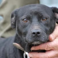 Bonni - kinderlieb u. sehr verspielt, Hund zur Adoption