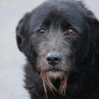 Kami - lieb u. angenehm, Hund zur Adoption