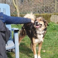 Sunny  Sanfte Seele sucht ruhigen Hafen, Hund zur Adoption
