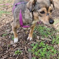 Mary - kleine Mary sucht großes Glück, Hündin zur Adoption