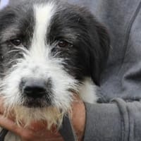 Macy - verspielte Junghündin, Hündin zur Adoption