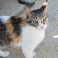 Beba - sanfte Schönheit sucht Zuhause, Katze zur Adoption