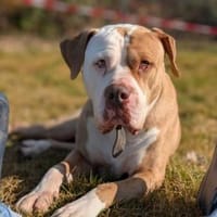 Bronx, Hund zur Adoption