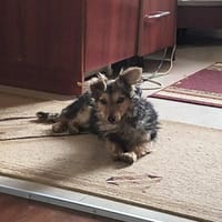 Tino, 4 kg sucht ein Zuhause, Hündin zur Adoption