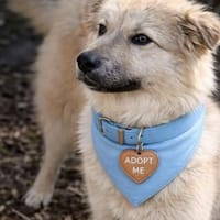 Armando- sooo niedlich ❤, Hund zur Adoption