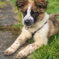 Jerry - flauschiger Welpe 🍀, Hund zur Adoption