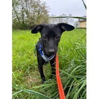 Karita - wartet in 66346 Püttlingen, Hündin zur Adoption