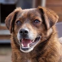 Zauberhafte HOLLY, Hündin zur Adoption