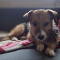 💕Mina💕sucht eine liebe Familie💕, Hündin zur Adoption