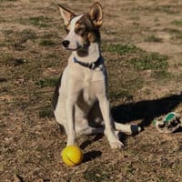 Bono wäre gerne Einzelprinz, Hund zur Adoption