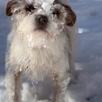 Schüchterne kleine Lola, Hündin zur Adoption