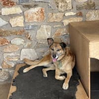 Baldo sucht das Glück, Hund zur Adoption