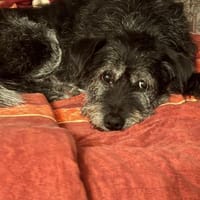 Senior Murry sucht ein Für-Immer-Zuhause, Hund zur Adoption