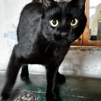 Mr. Jackson der Schmusekater!, Kater zur Adoption