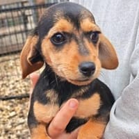 3 kl. Welpen aus Tötung gerettet, Hündin zur Adoption