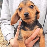 3 kl. Welpen aus Tötung gerettet, Hündin zur Adoption