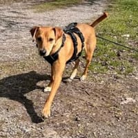 Joma sucht warmes Körbchen, Hund zur Adoption