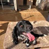 Wundervolle Xena, Hündin zur Adoption