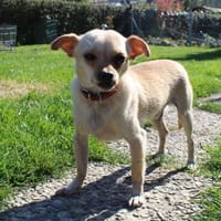 Kleiner Toby sucht ein Zuhause, Hund zur Adoption