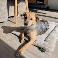 Jenta wartet auf PS in Hannover., Hündin zur Adoption