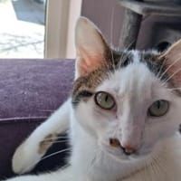 Novo  verschmuster junger Kater sucht Z, Kater zur Adoption