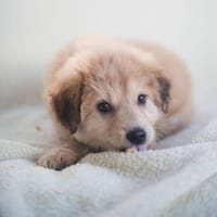 Hope, verspielter Welpe sucht Familie, Hündin zur Adoption