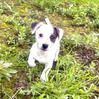 Melodie ein zauberhaftes Mädchen, Hündin zur Adoption